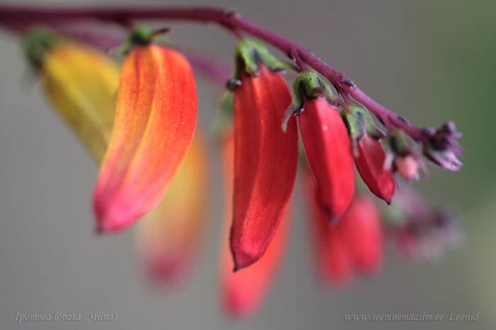 Ipomoea lobata